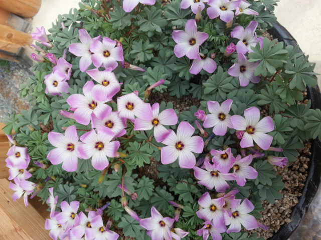 20150402_102817.jpg